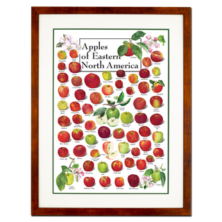 Apples of Eastern North America - Poster - Double matted honey frame image