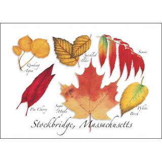 Sugar Maple Assortment image 0
