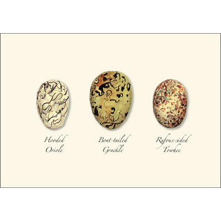 Bird Egg Assortment II image 2