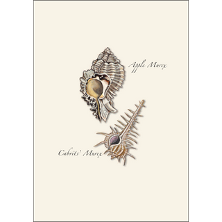 Seashell Assortment image 3