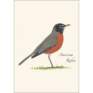 American Robin image 1
