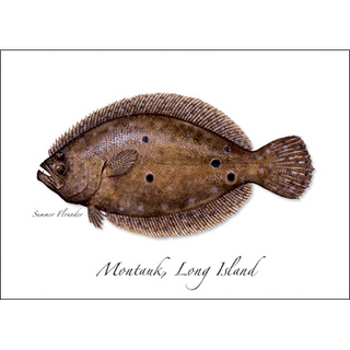 Summer Flounder image 0