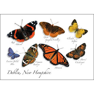 New England Butterfly II image 0