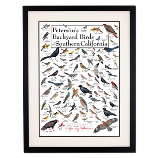 Peterson's Backyard Birds of Southern California - Poster - Double matted black frame image