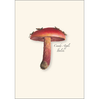 Mushroom Assortment image 1