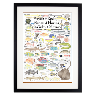 Wreck & Reef Fishes of Florida & the Gulf of Mexico - Poster - Double matted black frame image