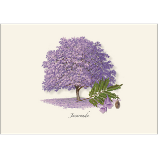 Jacaranda & Royal Poinciana Assortment image 2