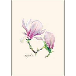 Magnolia image 1