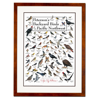 Peterson's Backyard Birds of the Pacific Northwest - Poster - Double matted honey frame image