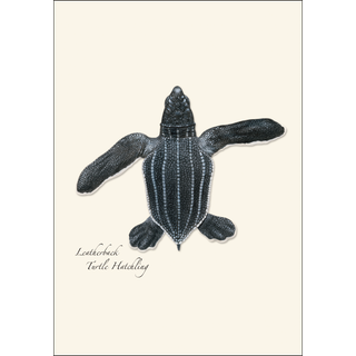 Sea Turtle Hatchling Assortment image 2