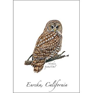 Spotted Owl image 0