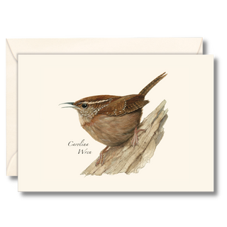Carolina Wren image 0
