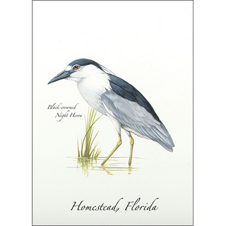 Black Crowned Night Heron image 0