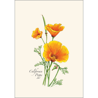 California Poppy image 1