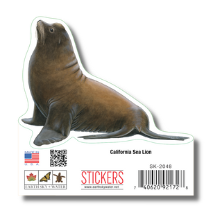 California Sea Lion image 1