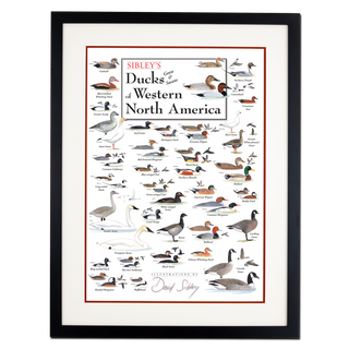 Sibley's Ducks, Geese & Swans of Western North America - Double matted black frame image