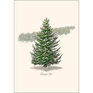 Frasier Fir image 1
