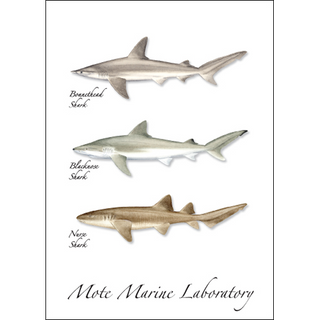Shark Trio image 0