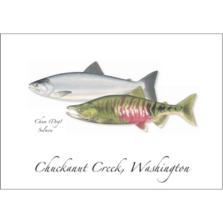 Chum Salmon image 0