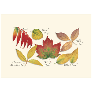 Fall Foliage Assortment image 3