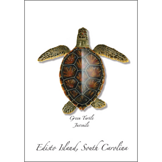Green Turtle Juvenile image 0