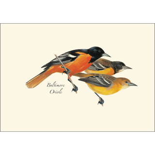Baltimore Oriole image 1