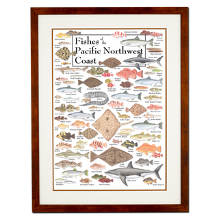 Fishes of the Pacific Northwest Coast - Poster - Double matted honey frame image