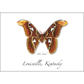 Atlas Moth image 0