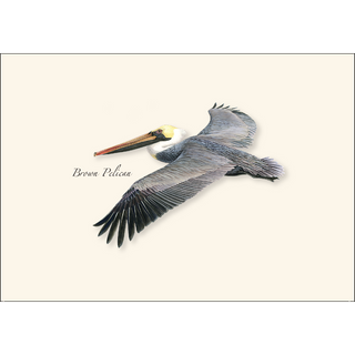 Brown Pelican in Flight image 1