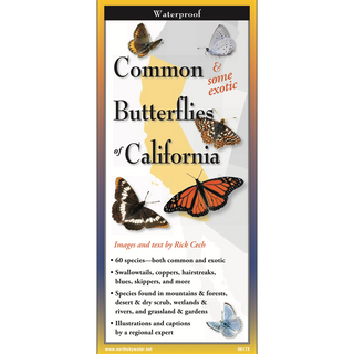 Common Butterflies of California image 0