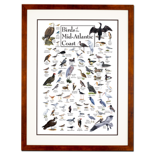 Birds of the Mid-Atlantic Coast - Poster - Double matted honey frame image