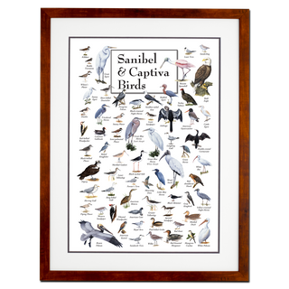 Sanibel & Captiva Birds - Poster - Double matted honey frame image