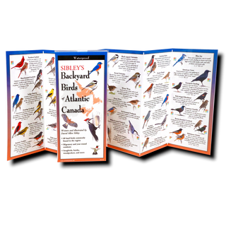 Sibley's Backyard Birds of Atlantic Canada image 1