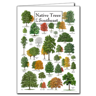 Native Trees of the Southeast - Poster Card image 0