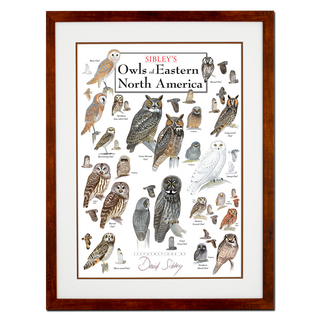 Sibley's Owls of Eastern North America - Poster - Double matted honey frame image