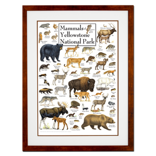 Mammals of Yellowstone National Park - Poster - Double matted honey frame image