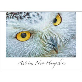 Snowy Owl II image 0