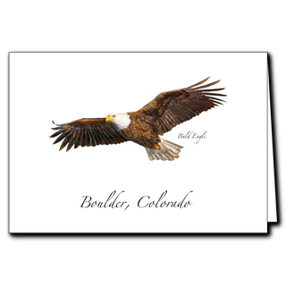 Bald Eagle in Flight image 0