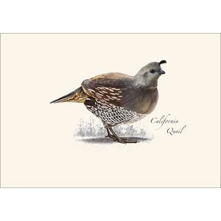 California Quail image 1
