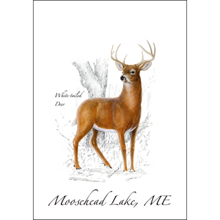 White-tailed Deer image 0