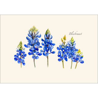 Bluebonnet image 1