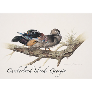 Wood Duck image 0