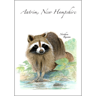 Raccoon image 0