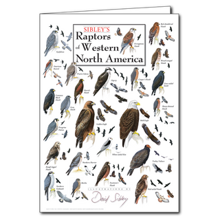 Sibley's Raptors of Western  North America - Poster Card image 0