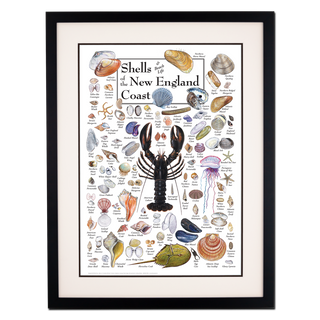 Shells of the New England Coast - Poster - Double matted black frame image