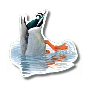 Dabbling Duck image 0