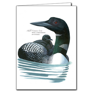 Sibley's 10-Card Bundle (Set of 10 Greeting Cards) image 10