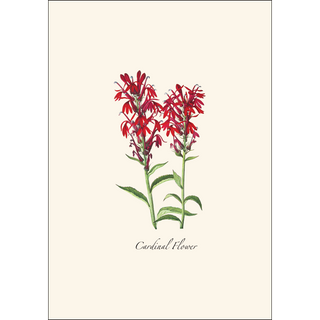 Meadow Wildflower Assortment image 1