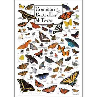 Butterflies of Texas - Poster - Unframed - Ships in a sturdy mailing tube image