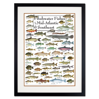 Freshwater Fishes of the Mid-Atlantic & Southeast - Poster - Double matted black frame image